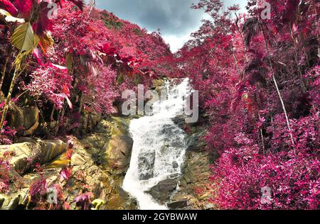 Wunderschöne rosa und violette Infrarotaufnahmen von Palmen auf den Seychellen Stockfoto