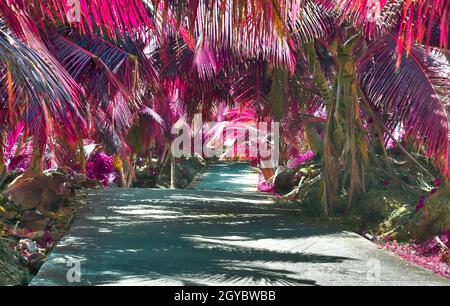 Wunderschöne rosa und violette Infrarotaufnahmen von Palmen auf den Seychellen Stockfoto