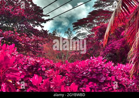 Wunderschöne rosa und violette Infrarotaufnahmen von Palmen auf den Seychellen Stockfoto