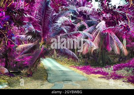 Wunderschöne rosa und violette Infrarotaufnahmen von Palmen auf den Seychellen Stockfoto