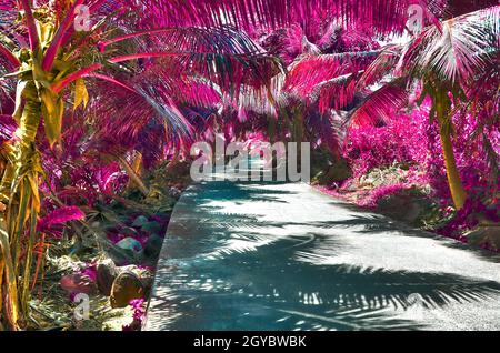 Wunderschöne rosa und violette Infrarotaufnahmen von Palmen auf den Seychellen Stockfoto