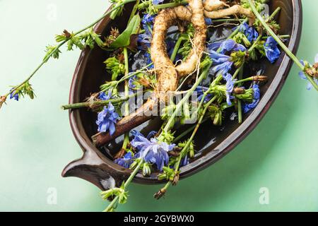 Zichorien-Wurzel und Zichorien-Blüten, Unkraut. Wilde Pflanze in der Kräutermedizin. Stockfoto