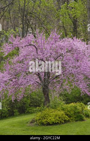 SAINT CHARLES, VEREINIGTE STAATEN - 07. Mai 2009: Ein Redbud-Baum in voller Blüte in Missouri, Vereinigte Staaten mit einem grünen Garten im Hintergrund Stockfoto
