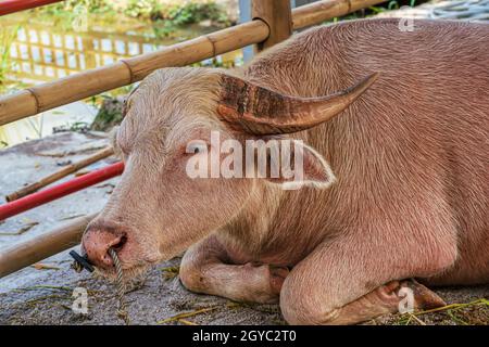 Der Albino-Büffel schläft in einem Stall. Stockfoto