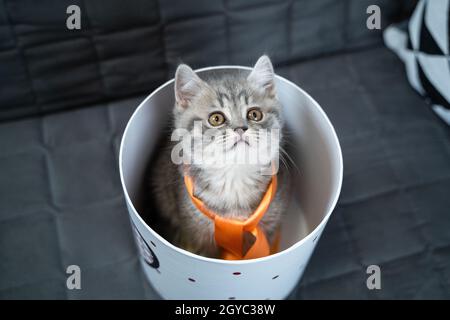 Cute Katze Kind der grauen Farbe Scottish Straight Rasse in Form von Geschenk in Box mit Herz zu Hause. Tabby Kätzchen spielt mit einer Geschenkverpackung auf der Couch. Stockfoto