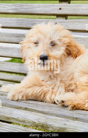 Weißer Goldendoodle Welpe sitzt auf Holzbank Stockfoto
