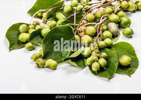 Reife Actinidia arguta oder Kiwi isoliert auf weißem Hintergrund. Zweige von frischen Früchten mit grünen Blättern, Mockup, Schablone Stockfoto