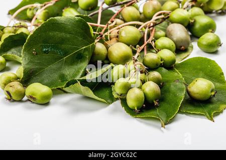 Reife Actinidia arguta oder Kiwi isoliert auf weißem Hintergrund. Zweige von frischen Früchten mit grünen Blättern, Mockup, Schablone Stockfoto