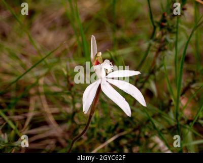 White Finger Orchid, eine einheimische australische Orchidee (Caladenia catenata), fotografiert auf der Mornington Peninsula, Victoria, Australien Stockfoto