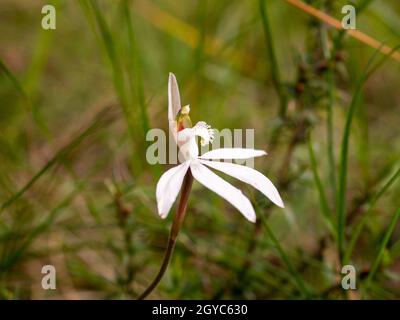 White Finger Orchid, eine einheimische australische Orchidee (Caladenia catenata), fotografiert auf der Mornington Peninsula, Victoria, Australien Stockfoto