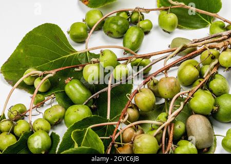 Reife Actinidia arguta oder Kiwi isoliert auf weißem Hintergrund. Zweige von frischen Früchten mit grünen Blättern, Mockup, Schablone Stockfoto