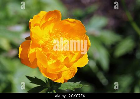 Orange Hybrid Globeflower, Trollius x Cultorum Varietät Baudrektor Linne, Blüte in Nahaufnahme mit einem Hintergrund von verschwommenen Blättern. Stockfoto