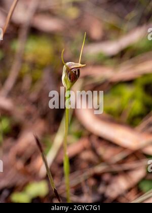 Wild Maroon-Hood Orchid (Pterostylis pedunculata), langwarrin, Australien Stockfoto