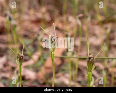 Wild Maroon-Hood Orchid (Pterostylis pedunculata), langwarrin, Australien Stockfoto