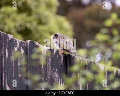 Juvenile lärmende Bergarbeitervögel, die auf einem Holzzaun sitzen, Victoria, Australien Stockfoto