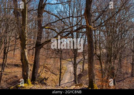 Straße durch den Wald zwischen den Bäumen mit Moos auf ihnen gesehen, scheint von der Sonne scheint hell auf dem blauen Himmel. Stockfoto