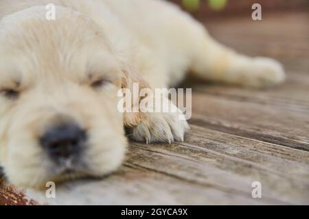 Detail von niedlichen goldenen Retriever Welpen Pfoten auf Holz Deck Stockfoto