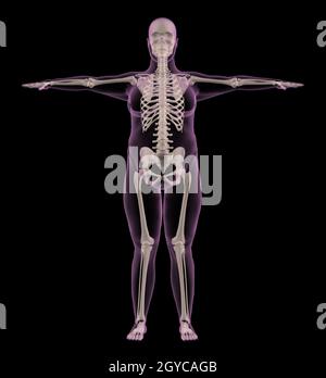 3D Rendern eines medizinischen Skeletts einer übergewichtigen Frau Stockfoto