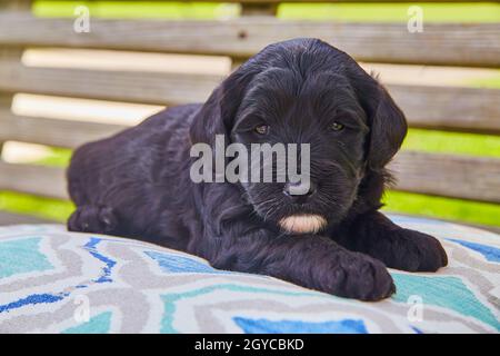 Niedliches schwarz-goldenes Retriever mit weißem Kinn auf Terrassenmöbeln Stockfoto