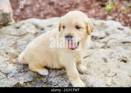 Glücklich und keuchend golden Retriever Welpen ruht auf großen Landschaftsfelsen Stockfoto