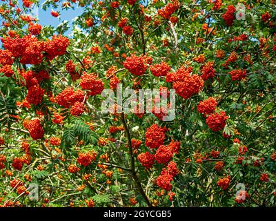 Reichliche rote Beeren auf einem Vogelbeerbaum, Sorbus, im Spätsommer Stockfoto