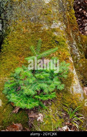 Balsamtanne (Abies balsamea), die auf Baumstamm wächst, Region der Großen Seen, Michigan, USA, von Dominique Braud/Dembinsky Photo Assoc Stockfoto