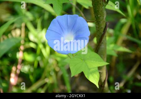 Nahaufnahme des mexikanischen Morgenruhmes (Ipomoea tricolor) mit einer wunderschönen blauen Blume im Garten Stockfoto