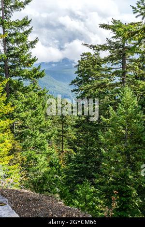 Der Baum wächst an einem steilen Hang bei dem Berg „The Wall“ im Bundesstaat Washington. Stockfoto