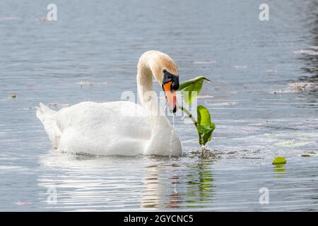 Muter Schwan (Cygnus olor) Fütterung an Teichvegetation, Spring, E USA, von Dominique Braud/Dembinsky Photo Assoc Stockfoto