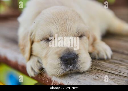Nahaufnahme eines weißen goldenen Retriever Welpen, der auf einer Holzterrasse schläft Stockfoto