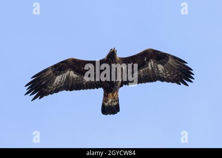Silhouette eines erwachsenen Goldenen Adlers (Aquila chrysaetos), der überfliegt Stockfoto
