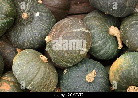 Haufen grüner Kuri Hokkaido-Zersticke Stockfoto