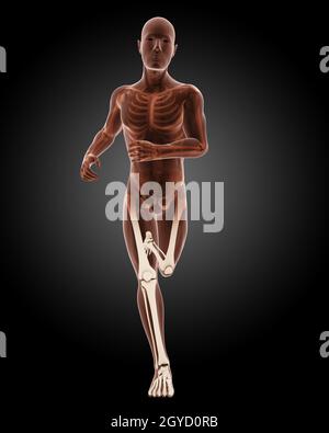 3D Rendern eines laufenden männlichen medizinischen Skeletts Stockfoto