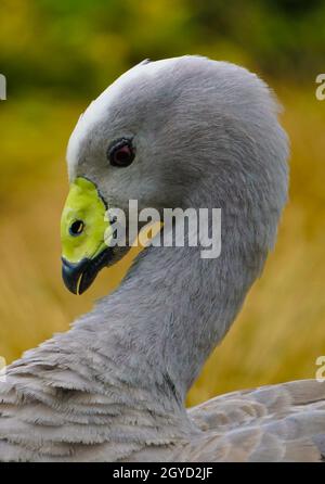 Porträt einer kargen Gans im verschwommenen Hintergrund Stockfoto