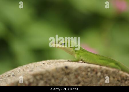 Grüne Anole Eidechse Anolis carolinensis im Garten mit flachem Freiheitsgrad Stockfoto