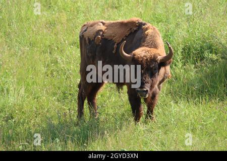 Schöne Tiere verschiedener Art Vielfalt Natur Beispiel des Lebens Stockfoto