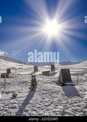 Ein sibirischer Husky ruht an einem sonnigen Tag senkrecht neben seinem Zwinger in einer verschneiten Landschaft Stockfoto