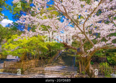 Engakuji der vollen Blüte des Kirschbaumes (Kamakura, Präfektur Kanagawa). Aufnahmeort: Kamakura, Präfektur Kanagawa Stockfoto