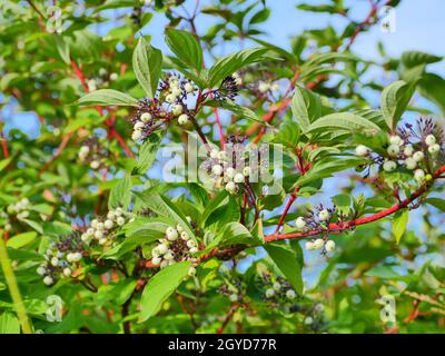 Sorbus Cashmiriana oder Kaschmir-Gebirgsasche mit weißen Früchten auf roten Zweigen aus nächster Nähe Stockfoto