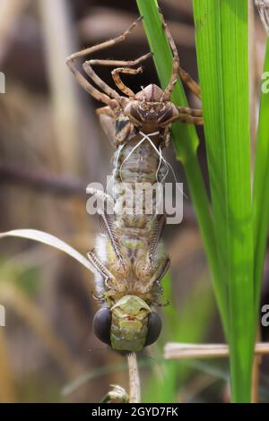 Makroansicht einer Libelle, die von einer Nymphe geschlüpft ist. Stockfoto