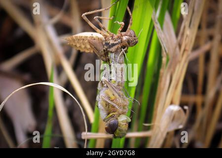 Makroansicht einer Libelle, die von einer Nymphe geschlüpft ist. Stockfoto