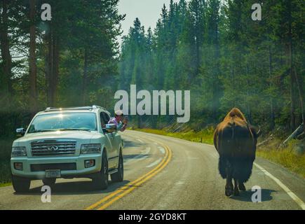 Große männliche Bisons, die mitten auf einer Straße im Yellowstone National Park wandern Stockfoto