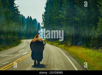 Große männliche Bisons, die mitten auf einer Straße im Yellowstone National Park wandern Stockfoto