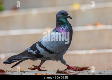 Nahaufnahme eines rasenden Taubenvogels, einer Felstaube oder eines Taubenvogels am Boden Stockfoto