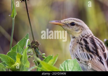 Nahaufnahme des schönen Vogels mit Streifengras und Naturhintergrund Stockfoto