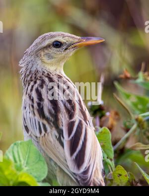 Nahaufnahme des schönen Vogels mit Streifengras und Naturhintergrund Stockfoto