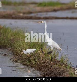 Naturbild der Tierwelt von Reiher auf Reisfeld Stockfoto