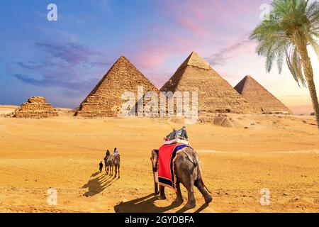 Elefanten und Kamele hinter der Palme in der Wüste bei den Pyramiden von Gizeh, Ägypten. Stockfoto