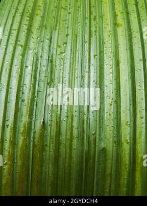 Makroaufnahme einer grünen Palmenblatt-Textur auf einer tropischen Insel Stockfoto