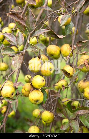 Die Apfelernte auf einem Baum in Pittsfield, Massachusetts, USA Stockfoto